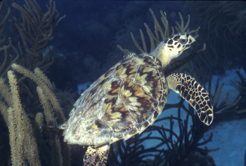 hawkbill turtle seen underwater while diving Bonaire
